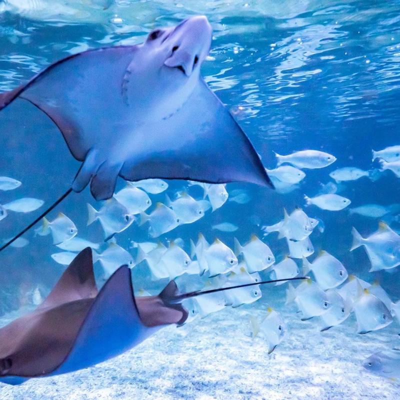 Jakarta AQuarium Safari photo 4