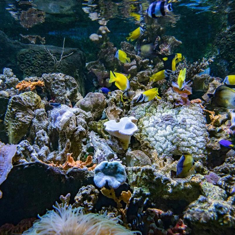 Sea World Ancol Ticket photo 5